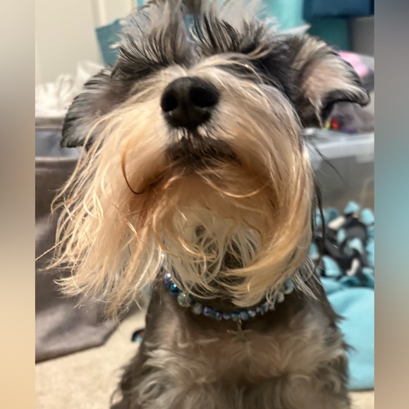 Handmade Beaded Dog necklace & Matching Owner Bracelet Set - Picture 2 of 9